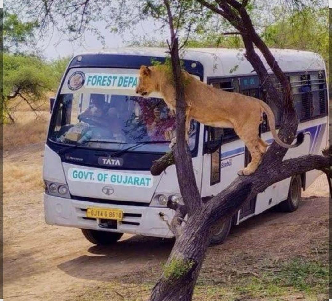 Devaliya Park Safari
